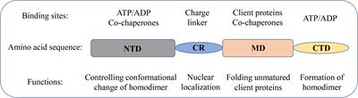 New Insights Into Heat Shock Protein 90 in the Pathogenesis of Pulmonary Arterial Hypertension